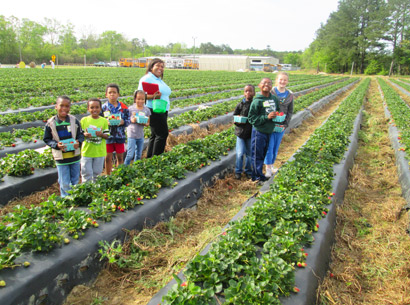 23 Strawberry Fields Smaller